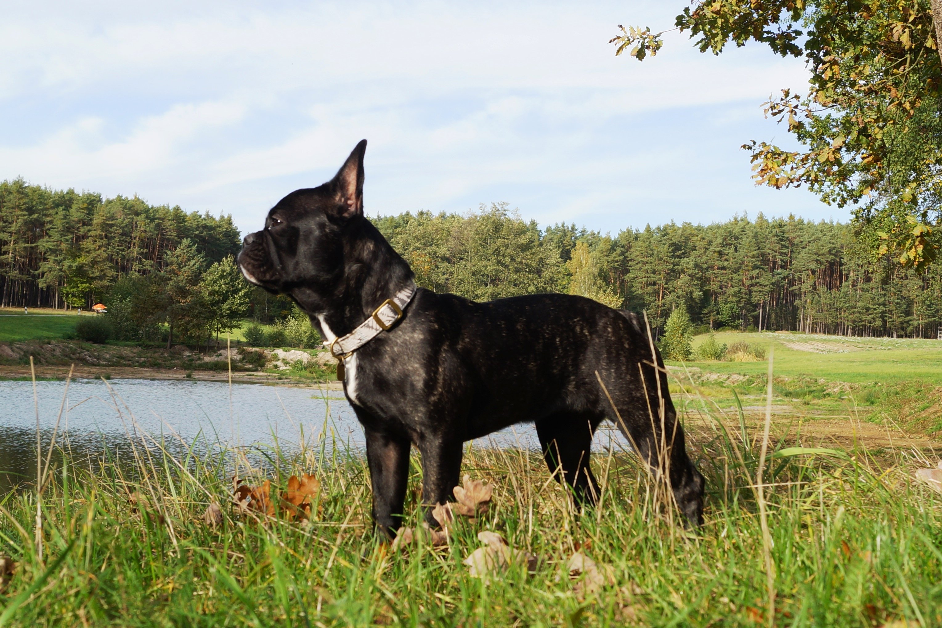 Bullys Vom Dechenwald De